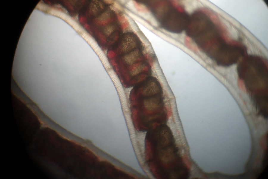 Tubifex  sp.